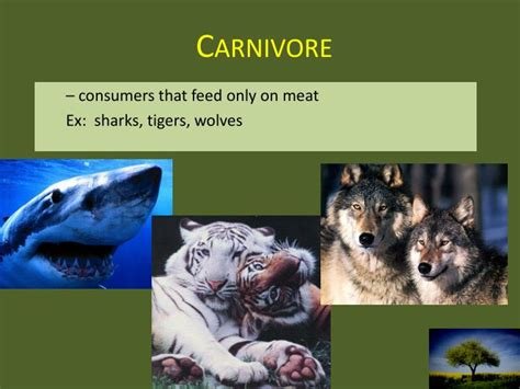 Carnivores Around The World 2025 Complete Seasons Online
